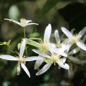 Clematis aristata at Paddys River, ACT - 21 Dec 2022 09:58 AM