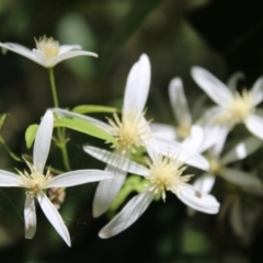 Clematis aristata at Paddys River, ACT - 21 Dec 2022 09:58 AM