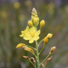 Bulbine glauca (Rock Lily) at Paddys River, ACT - 21 Dec 2022 by Tapirlord