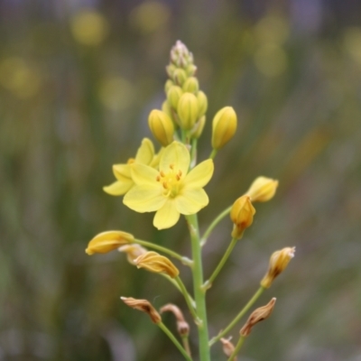 Bulbine glauca (Rock Lily) at Paddys River, ACT - 21 Dec 2022 by Tapirlord