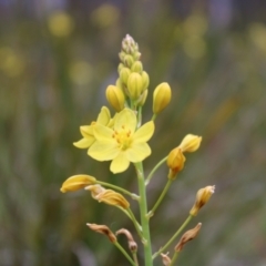 Bulbine glauca at Paddys River, ACT - 21 Dec 2022