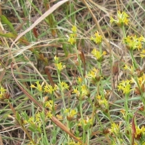 Pimelea curviflora at Molonglo Valley, ACT - 11 Jan 2023 07:47 AM