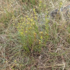 Pimelea curviflora at Molonglo Valley, ACT - 11 Jan 2023 07:47 AM