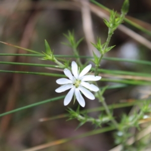 Stellaria pungens at Cotter River, ACT - 21 Dec 2022 12:28 PM