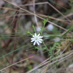 Stellaria pungens at Cotter River, ACT - 21 Dec 2022 12:28 PM