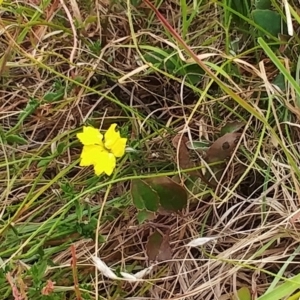 Goodenia hederacea subsp. hederacea at Molonglo Valley, ACT - 11 Jan 2023