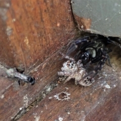 Pompilidae (family) at Cook, ACT - suppressed