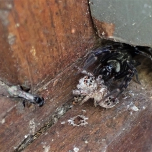 Pompilidae (family) at Cook, ACT - suppressed