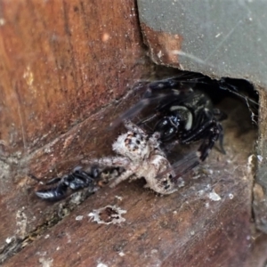 Pompilidae (family) at Cook, ACT - suppressed