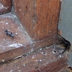 Pompilidae (family) at Cook, ACT - suppressed