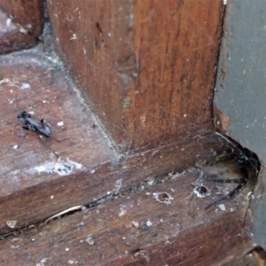Pompilidae (family) at Cook, ACT - suppressed