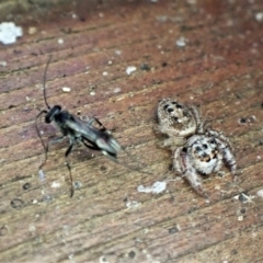 Pompilidae (family) at Cook, ACT - suppressed