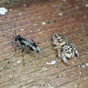 Pompilidae (family) at Cook, ACT - 12 Jan 2023