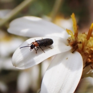 Malachiinae (subfamily) at Paddys River, ACT - 10 Jan 2023 03:01 PM