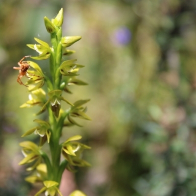 Prasophyllum flavum (Yellow Leek Orchid) at Sassafras, NSW - 28 Dec 2022 by Tapirlord