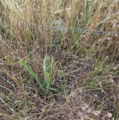 Plantago varia (Native Plaintain) at The Pinnacle - 10 Jan 2023 by sangio7