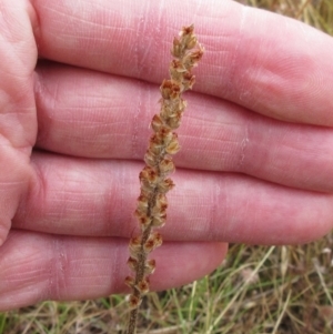 Plantago varia at Molonglo Valley, ACT - 11 Jan 2023 07:55 AM