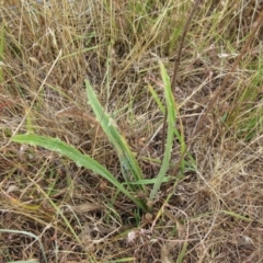 Plantago varia at Molonglo Valley, ACT - 11 Jan 2023 07:55 AM