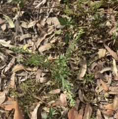 Erigeron bonariensis (Flaxleaf Fleabane) at Long Beach, NSW - 11 Jan 2023 by natureguy