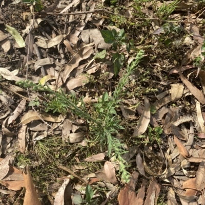 Erigeron bonariensis (Flaxleaf Fleabane) at Long Beach, NSW - 11 Jan 2023 by natureguy