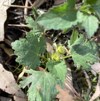 Modiola caroliniana (Red-flowered Mallow) at Long Beach, NSW - 11 Jan 2023 by natureguy