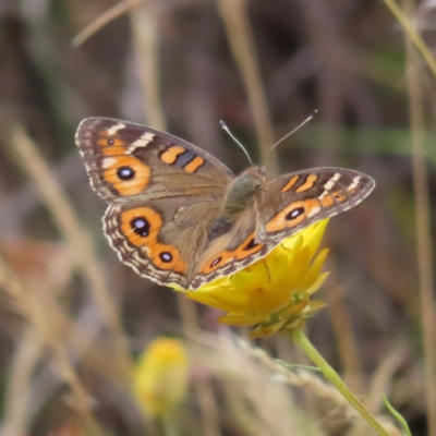 Junonia villida (Meadow Argus) at Kambah, ACT - 12 Jan 2023 by MatthewFrawley