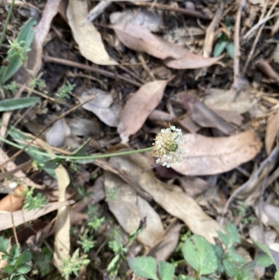 Plantago lanceolata (Ribwort Plantain, Lamb's Tongues) at Long Beach, NSW - 11 Jan 2023 by natureguy