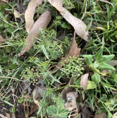 Cyclospermum leptophyllum (Slender Celery, Wild Carrot) at Long Beach, NSW - 11 Jan 2023 by natureguy