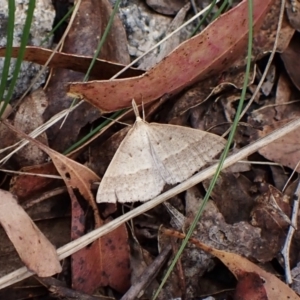 Epidesmia hypenaria at Paddys River, ACT - 10 Jan 2023 03:05 PM