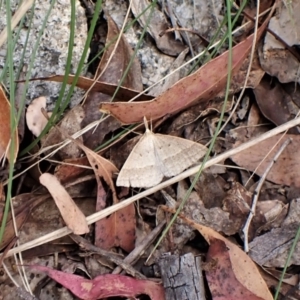 Epidesmia hypenaria at Paddys River, ACT - 10 Jan 2023 03:05 PM