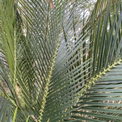 Macrozamia communis (Burrawang) at Long Beach, NSW - 11 Jan 2023 by natureguy