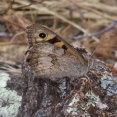 Geitoneura klugii (Marbled Xenica) at Kambah, ACT - 12 Jan 2023 by MatthewFrawley