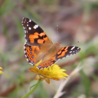 Vanessa kershawi (Australian Painted Lady) at Kambah, ACT - 12 Jan 2023 by MatthewFrawley