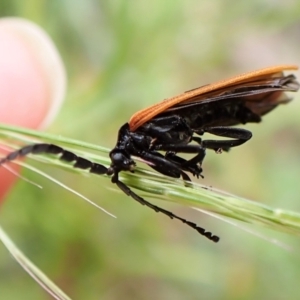 Porrostoma sp. (genus) at Paddys River, ACT - 10 Jan 2023