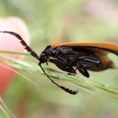 Porrostoma sp. (genus) at Paddys River, ACT - 10 Jan 2023