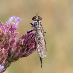 Cerdistus sp. (genus) (Slender Robber Fly) at Stromlo, ACT - 12 Jan 2023 by Roger