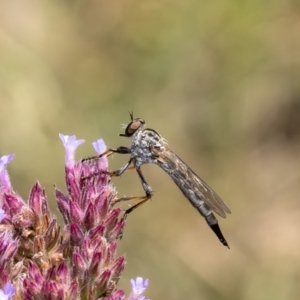 Cerdistus sp. (genus) at Stromlo, ACT - 12 Jan 2023