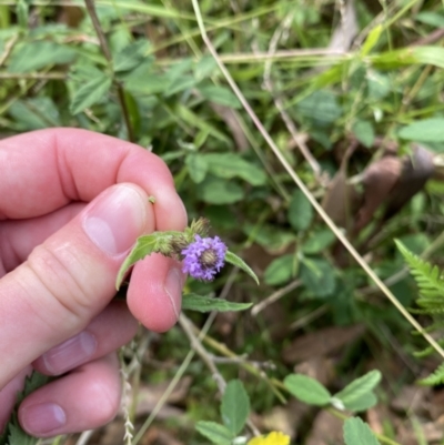 Verbena incompta (Purpletop) at Long Beach, NSW - 11 Jan 2023 by natureguy