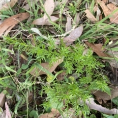 Asparagus aethiopicus (Ground Asparagus) at Long Beach, NSW - 11 Jan 2023 by natureguy