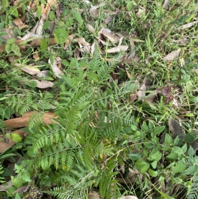 Pteridium esculentum (Bracken) at Long Beach, NSW - 11 Jan 2023 by natureguy