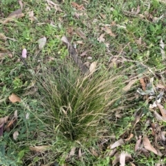 Unverified Grass at Long Beach, NSW - 11 Jan 2023 by natureguy