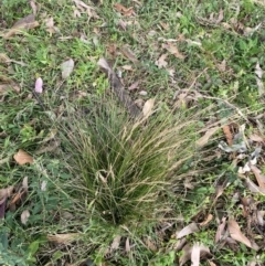 Unidentified Grass at Long Beach, NSW - 11 Jan 2023 by natureguy