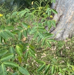 Senna septemtrionalis (Winter Senna, Arsenuc Bush) at Long Beach, NSW - 11 Jan 2023 by natureguy