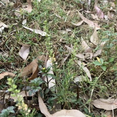 Lepidium africanum (Common Peppercress) at Long Beach, NSW - 11 Jan 2023 by natureguy