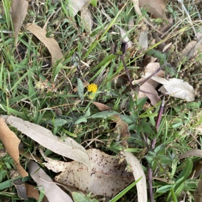 Bidens pilosa (Cobbler's Pegs, Farmer's Friend) at Long Beach, NSW - 11 Jan 2023 by natureguy