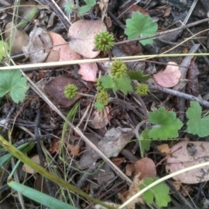 Hydrocotyle laxiflora at Cooma, NSW - 12 Jan 2023