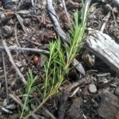 Coleonema pulchellum at Cooma, NSW - 12 Jan 2023 02:31 PM