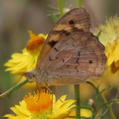 Heteronympha merope (Common Brown Butterfly) at Kambah, ACT - 12 Jan 2023 by MatthewFrawley