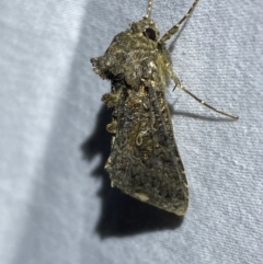 Ctenoplusia limberina (Scar Bank Gem) at Numeralla, NSW - 31 Dec 2022 by Steve_Bok