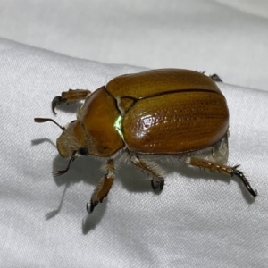 Anoplognathus hirsutus at Numeralla, NSW - 31 Dec 2022